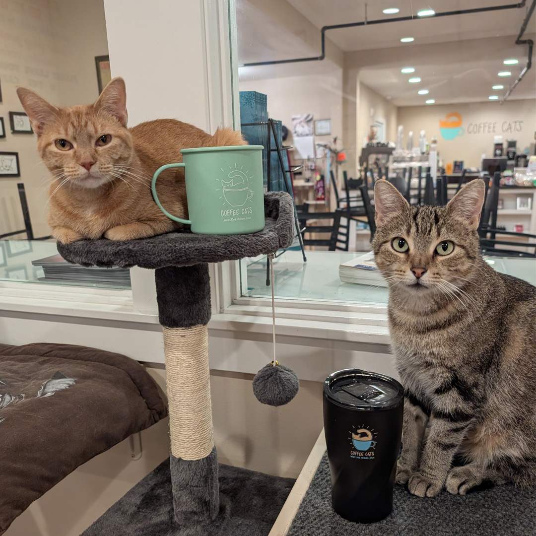 two cats looking at the camera in coffee cats