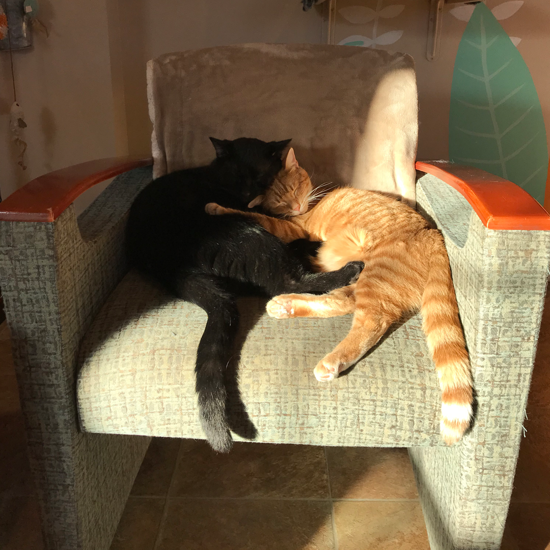 two cats hugging on a chair